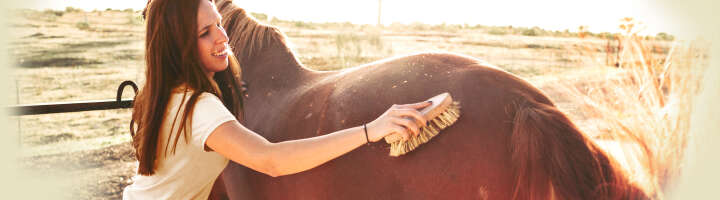 pferdepflege kategorieeinstiegsbanner